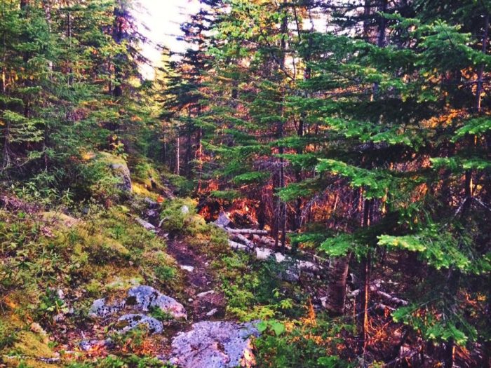 Roch Le Romantique, course, sentiers, Québec, trail